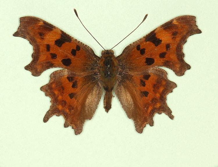 Polygonia c-album male (aberrant form neole) (Internet Image property of respective owner, non-commercial use only)